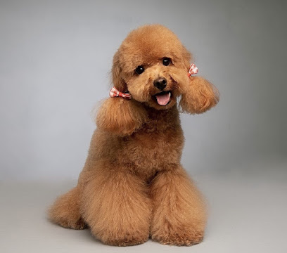 Foto Peluqueria Canina Baguira
