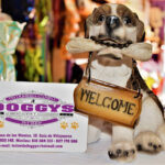 Peluqueria Canina DOGGYS - Peluquería en Benidorm AF1QipMRWtywBdv7XPVXZJJZdCtlTU2wMhIFCemQcvUm=w408-h272-k-no