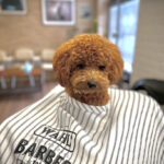 BERNARDO CABALLEROS - Peluquería en Guadalajara AF1QipNBtZaLDneDaaI-IuK2Z23RSqQxqpkxLOHJ0o_F=w408-h544-k-no