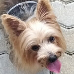 Uno Más Peluquería Canina - Peluquería en Irun @