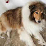 Peluquería Canina PELOS - Peluquería en La Línea de la Concepción AF1QipOLhgWMPTRzGHOk_E-iN4PAX_Y2s-AAluHMrPyd=w408-h306-k-no