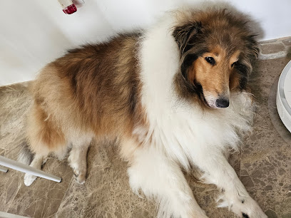 Foto Peluquería Canina PELOS