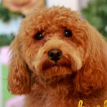 Burbujas estética y peluquería canina - Peluquería en Valdemoro AF1QipOMhmh_regY-ZWMtd1l41aSyRq3UXIxgzU1HvqH=w427-h240-k-no