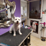 Peluquería Canina Caesar’s Palace - Peluquería en San Bartolomé de Tirajana AF1QipP3Zys9ghJHBMow9of1voZv1pUw-IM2pcQPsJQ4=w408-h544-k-no