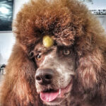 Peluquería Canina Sandra Rovira - Peluquería en Valdemoro AF1QipP7CQCyBMCY7Sg9NLb4WwhNqtMs84skOtJzVeQf=w427-h240-k-no