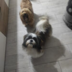 Peluquería canina Guau, qué pelos! - Peluquería en Mérida AF1QipPCxmHkUYvcfNekAxzHfckiHJfvpqiLmgZltxAU=w408-h545-k-no