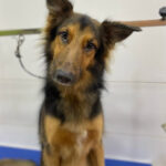 Cova & Roni Peluqueria canina - Peluquería en Ceuta AF1QipPXShfySIWaavdMgo4MeqsWJAF29_6tOrr9Cgts=w408-h502-k-no