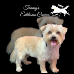 Tammy’s Estilismo Canino - Peluquería en Ceuta AF1QipPpwCiEIsoKZTacBCk0TIspXKWiizs4U6woiSY=w408-h406-k-no