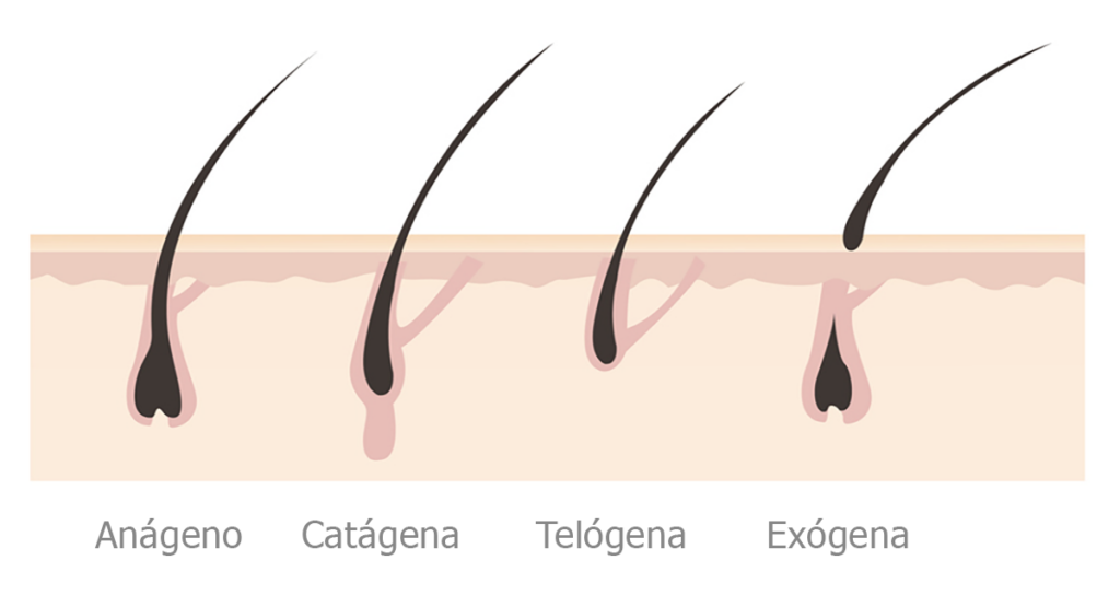 Como saber si mi pelo está en fase anagena